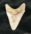 Inch Megalodon Tooth From Georgia #868-1